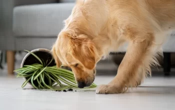 Flores Seguras e Perigosas para Ambientes com Cães: Como Manter um Jardim Bonito e Seguro